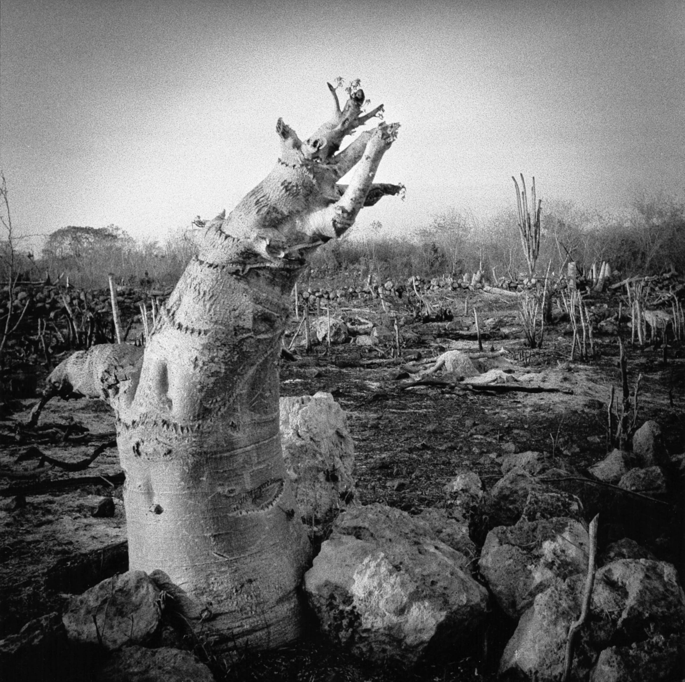 https://www.espacioliquido.es/wp-content/uploads/2026/08/6_Merida_Yucatan_Mexico_90s-1.jpg